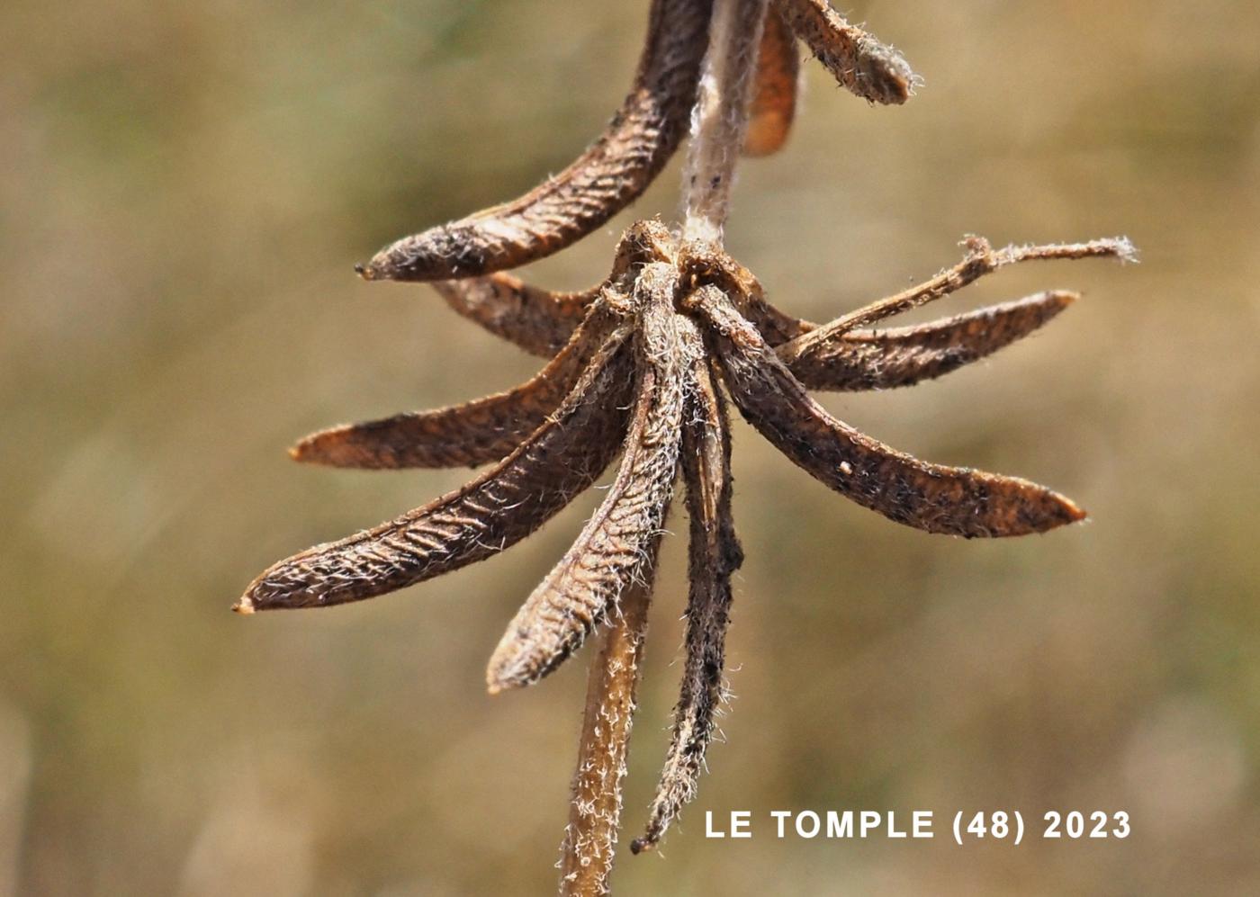 Fenugreek, Star-fruited fruit